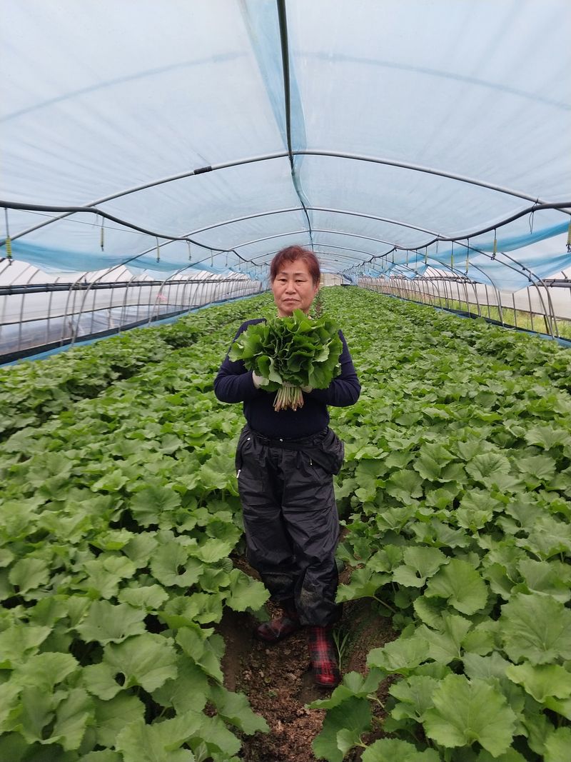 장터 상품 [양촌 머워] 썸네일