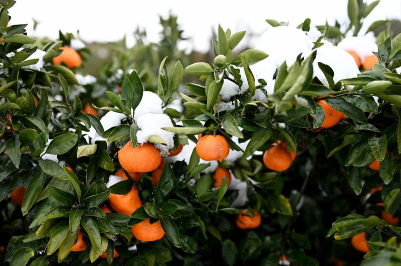 귤의정원바령님의 장터 판매 상품 [100%감귤주스] 첨부 사진