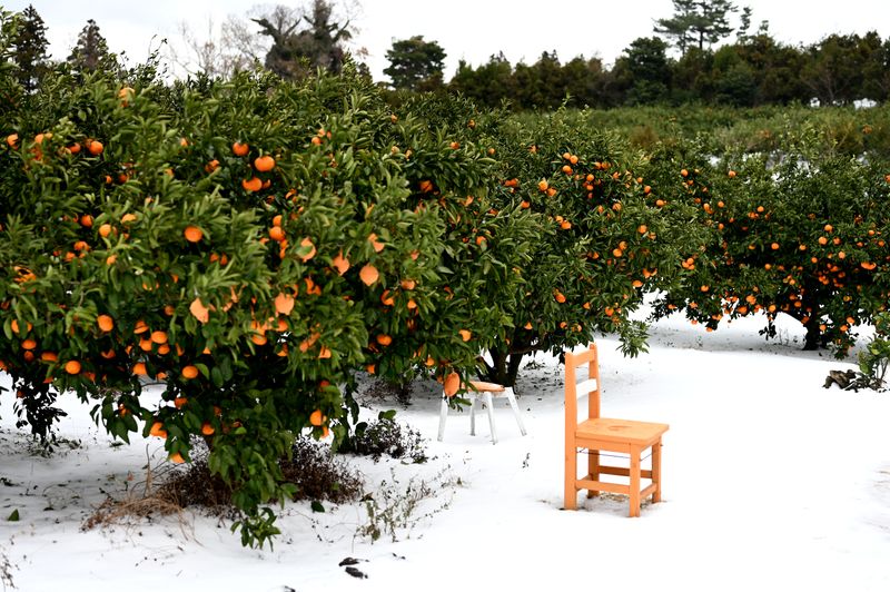 귤의정원바령님의 장터 판매 상품 [100%감귤주스] 첨부 사진