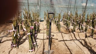 도기백님의 복숭아 · 자유게시판 작성글 사진