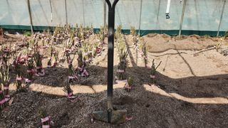 도기백님의 복숭아 · 자유게시판 작성글 사진