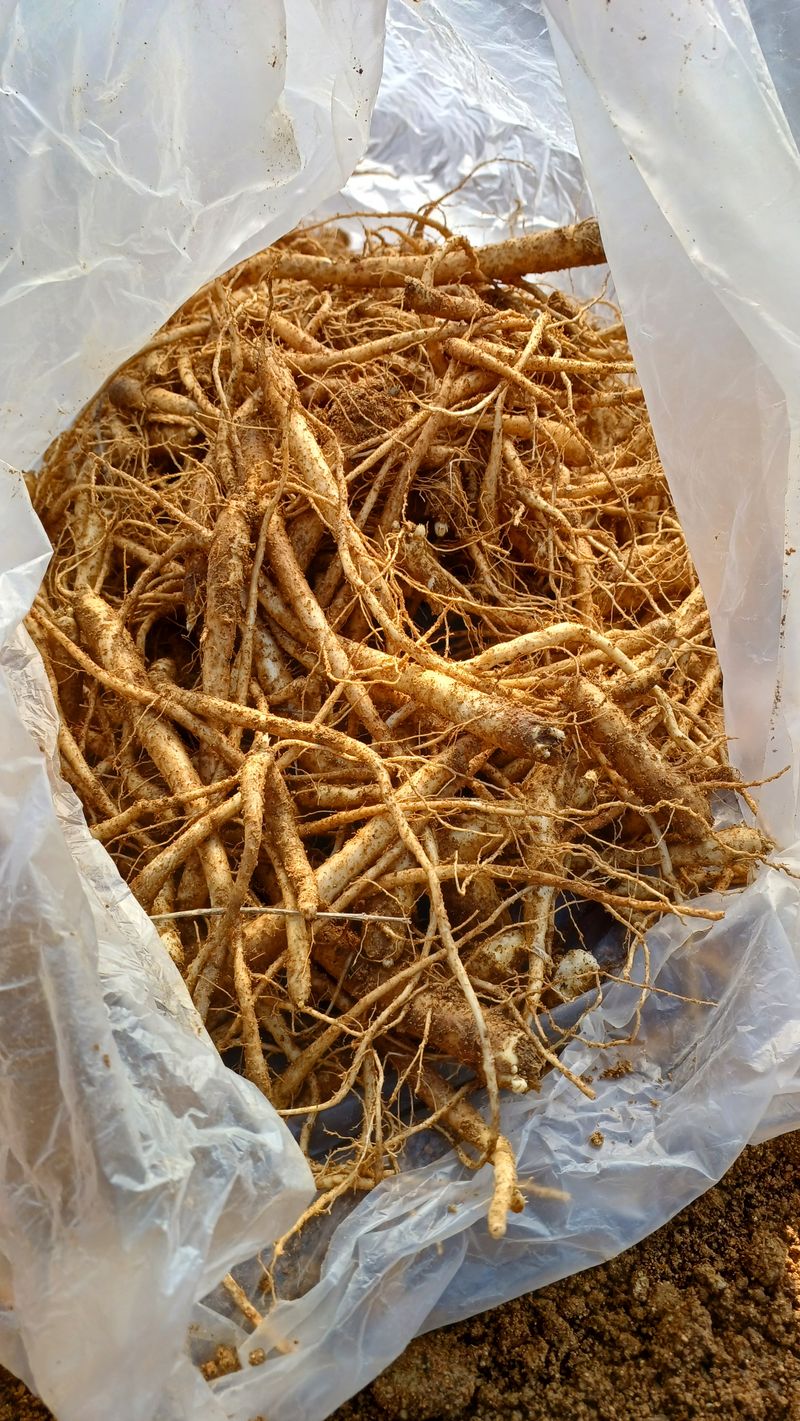 임오빈님의 장터 판매 상품 [도라지 1kg] 첨부 사진