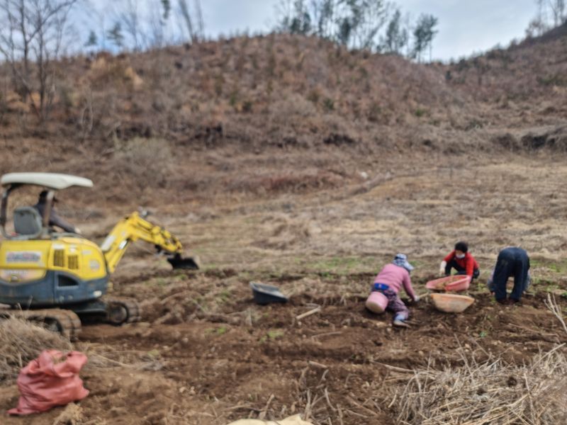 장터 상품 [4년근 더덕  판매 (판매완료)] 썸네일