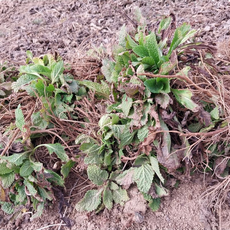 장터 상품 [(판매완료)건조 곰보배추 판매합니다] 썸네일