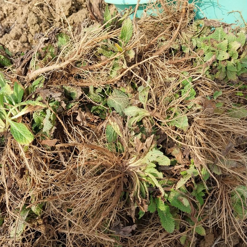 아로대추님의 장터 판매 상품 [(판매완료)건조 곰보배추 판매합니다] 첨부 사진