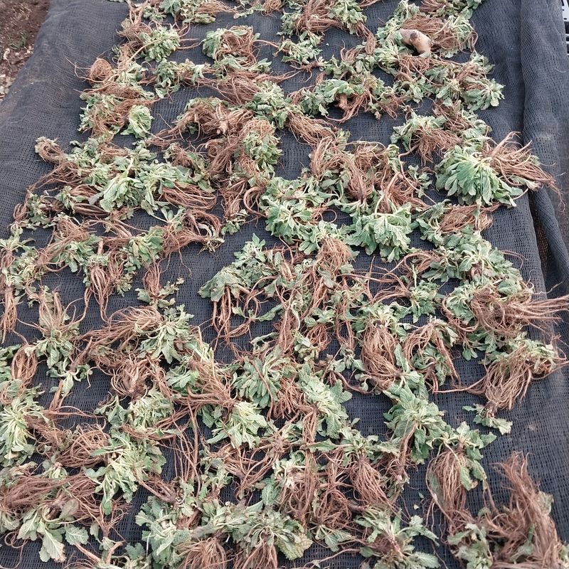 아로대추님의 장터 판매 상품 [(판매완료)건조 곰보배추 판매합니다] 첨부 사진