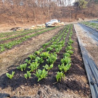 이종권님의 기타작물 · 자유게시판 작성글 사진