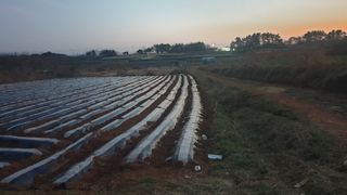 송하영님의 감자 · 자유게시판 작성글 사진