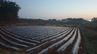 송하영님의 감자 · 자유게시판 작성글 사진