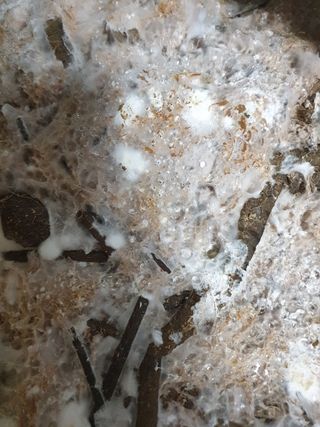 한농농약종묘사님의 버섯 · 일상 작성글 사진