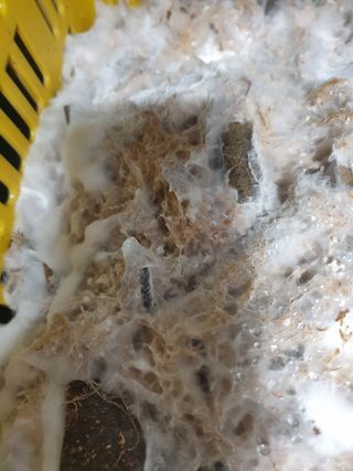 한농농약종묘사님의 버섯 · 일상 작성글 사진