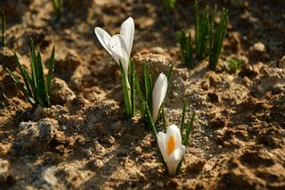 산 아래님의 마늘 · 일상 작성글 사진