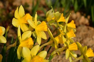 산 아래님의 마늘 · 일상 작성글 사진