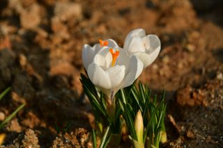 산 아래님의 마늘 · 일상 작성글 사진
