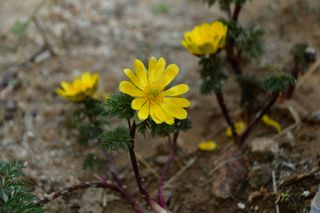산 아래님의 마늘 · 일상 작성글 사진