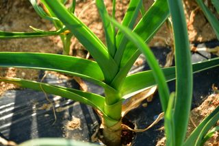 산 아래님의 마늘 · 일상 작성글 사진