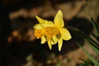 산 아래님의 마늘 · 일상 작성글 사진