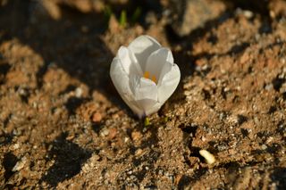 산 아래님의 마늘 · 일상 작성글 사진