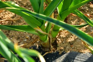 산 아래님의 마늘 · 일상 작성글 사진