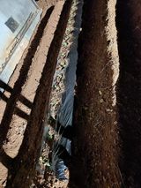 팜모닝 기타작물·자유게시판 게시글 이미지