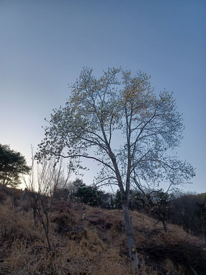 장터 상품 [흰색 목련 3묘목 판매] 썸네일