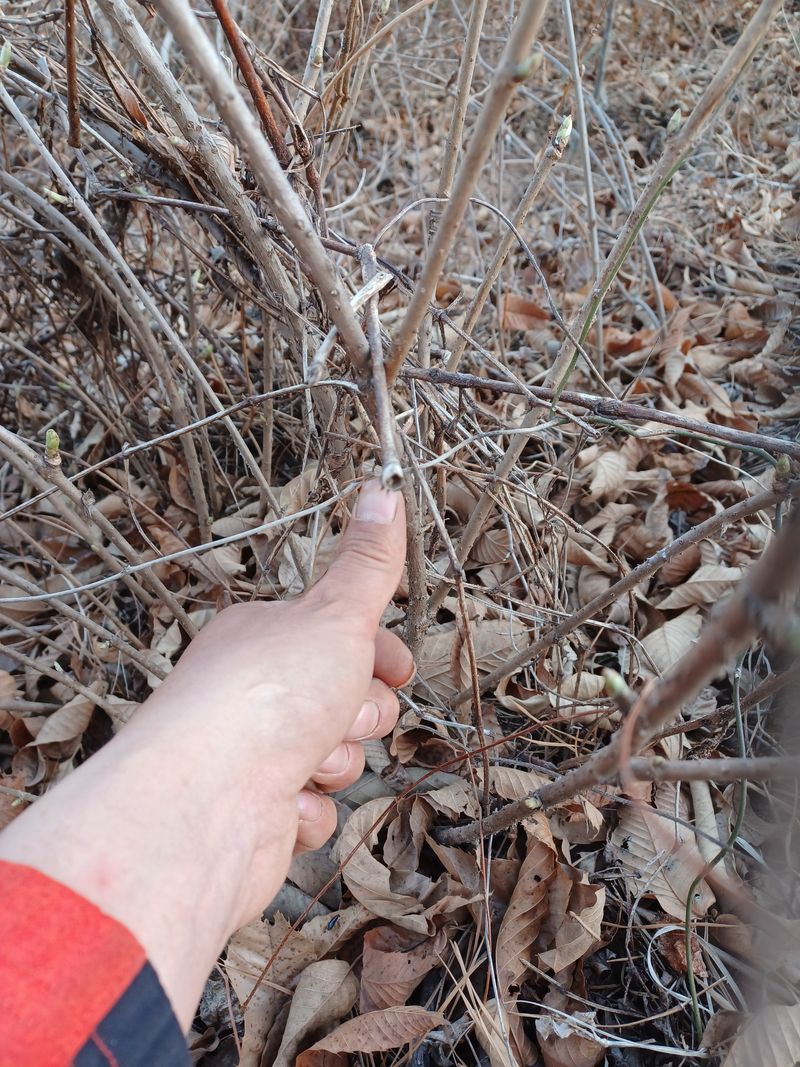장터 상품 [가시오가피 2년3년 묘목] 썸네일