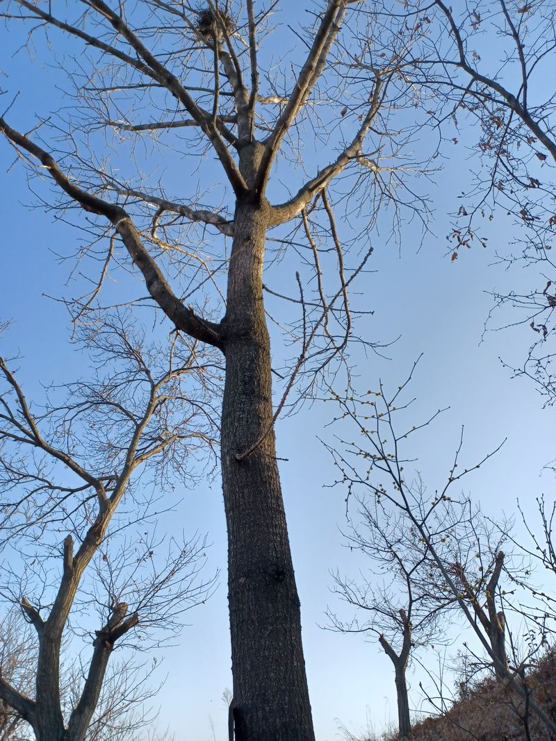 장터 상품 [엄나무 묘목 2년 3년 생] 썸네일