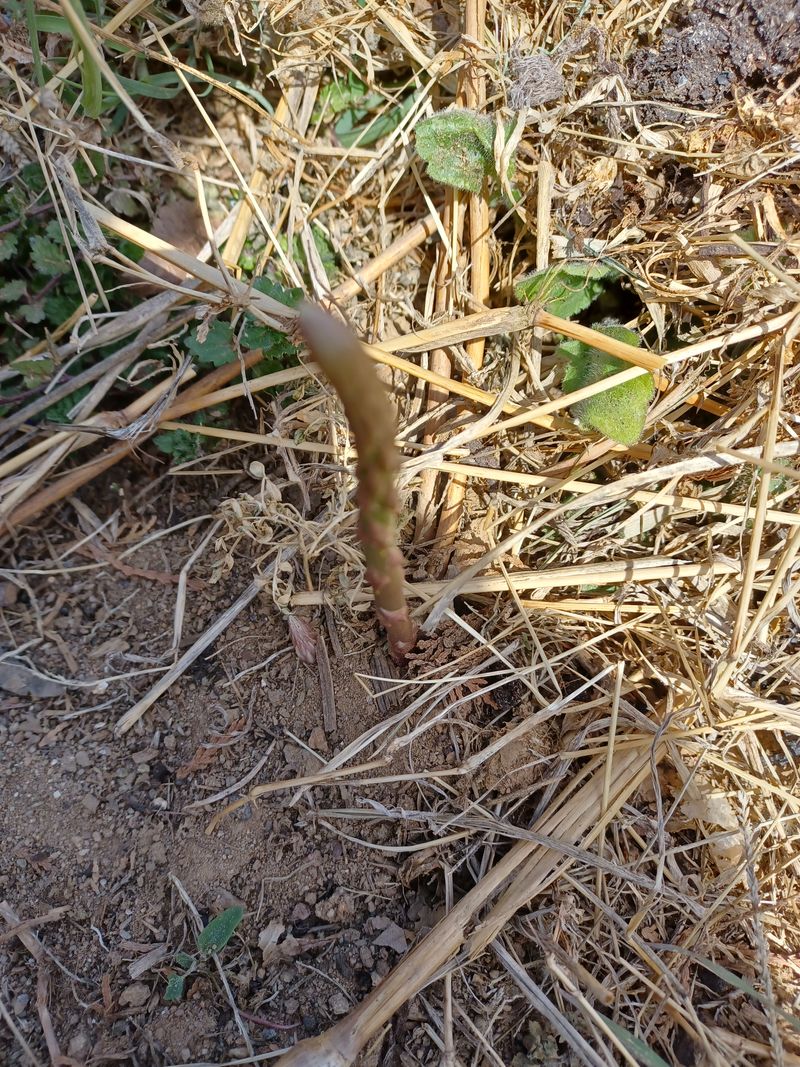 장터 상품 [천문동 23년생 생물1kg] 썸네일