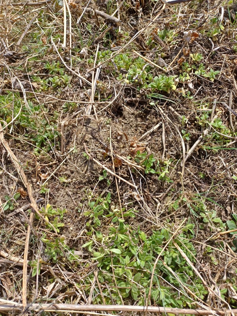 장터 상품 [산채나물 3년근 종근1촉] 썸네일