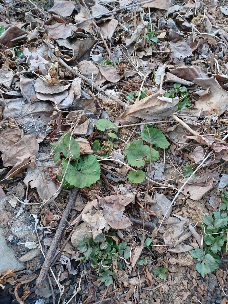 장터 상품 [머위.종근.1촉] 썸네일