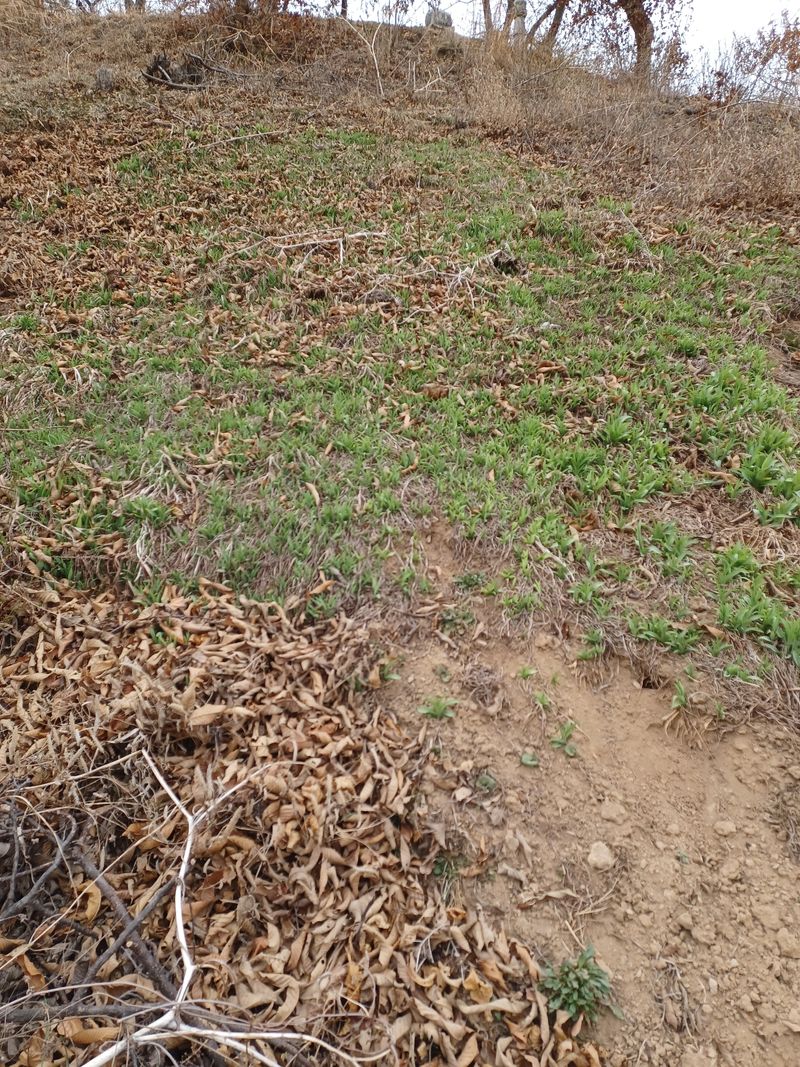 장터 상품 [원추리 종근 5년이상 ] 썸네일