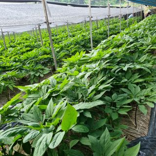 모두팜님의 자유주제 · 사진전 작성글 사진