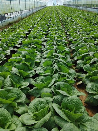 부농이네(이나영)님의 배추 · 결구기 농작업 작성글 사진