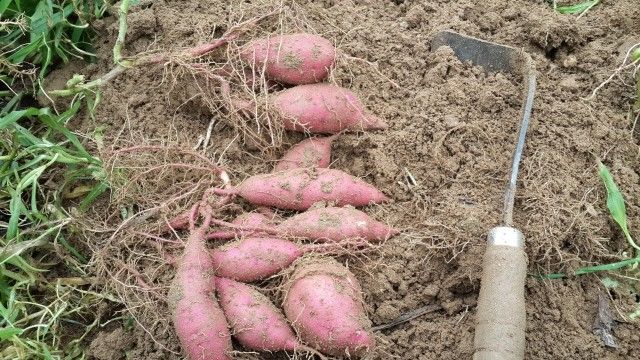 장터 상품 [밤고구마 직거래 할인판매 ] 썸네일