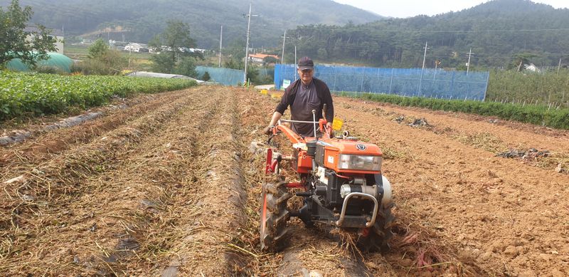 공석래님의 장터 판매 상품 [밤고구마 직거래 할인판매 ] 첨부 사진