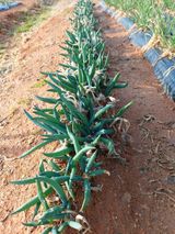 팜모닝 자유주제·사진전 게시글 이미지