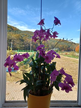 자연을사랑하자님의 자유주제 · 자유게시판 작성글 사진