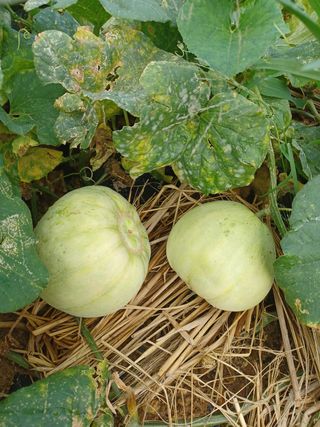 자연을사랑하자님의 자유주제 · 자유게시판 작성글 사진