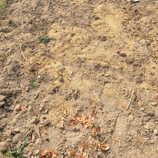 곽동임님의 고추 · 일상 작성글 사진