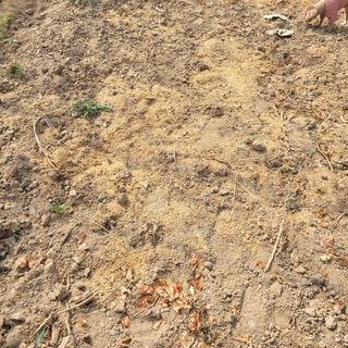 곽동임님의 고추 · 일상 작성글 사진