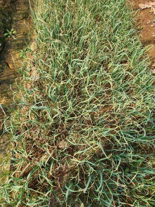 김성원님의 마늘 · 품종•종자 작성글 사진