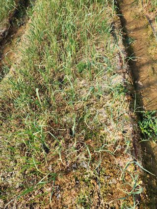 김성원님의 마늘 · 품종•종자 작성글 사진