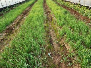 김성원님의 마늘 · 품종•종자 작성글 사진