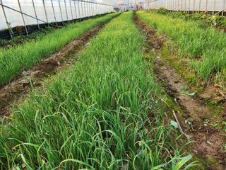 김성원님의 마늘 · 품종•종자 작성글 사진