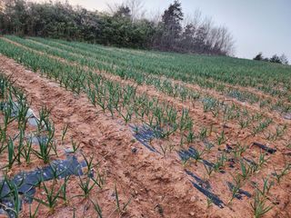 김성원님의 마늘 · 품종•종자 작성글 사진