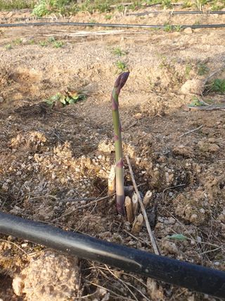 퇴근농님의 기타작물 · 자유게시판 작성글 사진