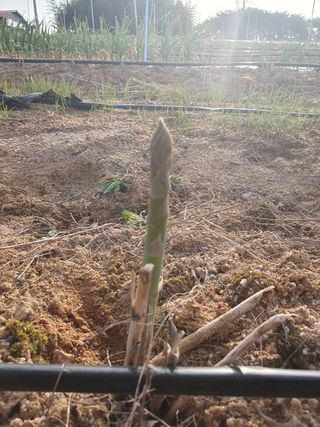 퇴근농님의 기타작물 · 자유게시판 작성글 사진