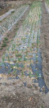 팜모닝 마늘·비료•농약 게시글 이미지