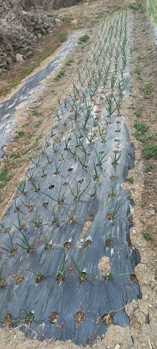 장도리님의 마늘 · 비료•농약 작성글 사진