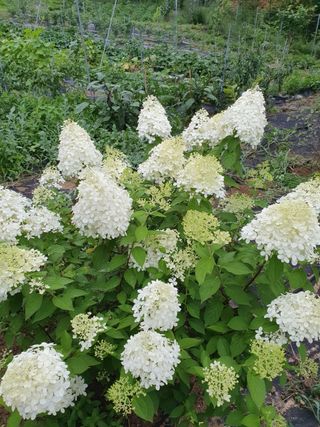 고영희님의 자유주제 · 자유게시판 작성글 사진